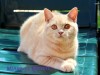 .чистокровные британские котята.