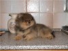 Померанский и немецкий малый шпиц