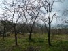 п.Лазаревское,25сот.собственность