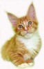Котенок мейн-кун
