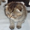 Шотландские вислоухие и прямоухие котята. Show-class!
