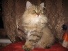 Персидский шиншиловый котёнок.