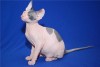Шикарный котик донской сфинкс.Торг