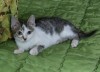 .Озорной котенок Яшка ищет хозяев!.