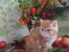 .Экзотические и персидские котята.