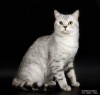 .Международный Чемпион шотландский прямоухий кот СКОТТИШ-СТРАЙТ НА ВЯЗКУ. Вязка кошек. Жених для вислоухой кошки..