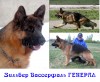 продаю щенков нем.овчарки