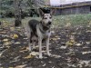 .Овчаристой Зайке хочется домой!.