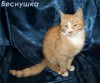 .Кошечка Веснушка в хорошие руки! (Питер).