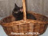 .Британские, Шотландские Вислоухие и Прямоухие котята Различных окрасов..