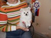.Щенки немецкого шпица белого окраса.
