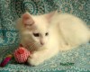 .Котята мейнкуны.