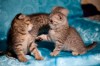 .Котята - восторг! Шотландские вислоухие Скоттиш Фолд!.